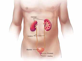 Urinary Bladder Cancer